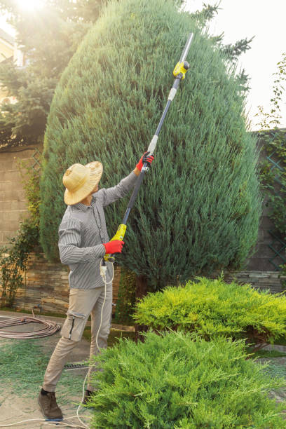 Best Tree Removal  in Belen, NM
